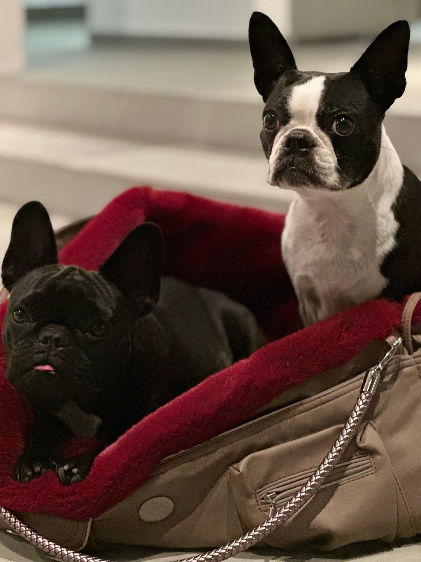 Bolsa de transporte para perros Weekender 4Seasons [[ Color: sandy red, Talla: M ]]